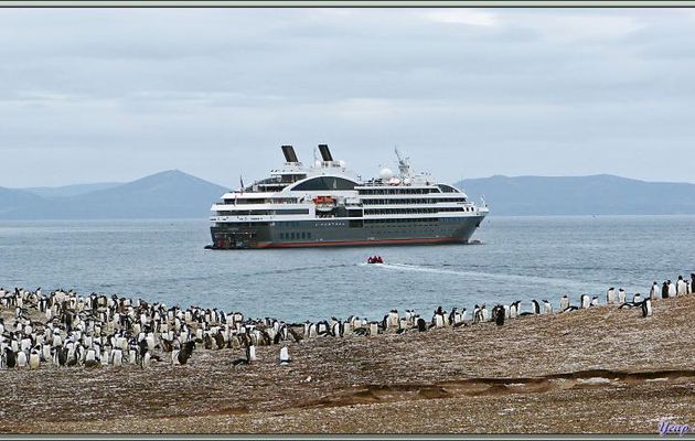 Nous allons quitter Saunders Island pour rejoindre l'Austral avant de naviguer vers notre ultime point de débarquement - Falkland Islands, Iles Malouines, Islas Malvinas