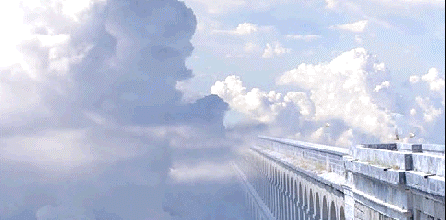 Oiseau de brume