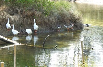 EB - Balade aux Réservoirs de Piraillan : canards et aigrettes...