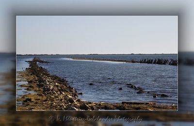 La vie sur la réserve naturelle des Salines (Hérault)