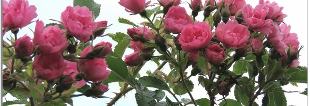  LES  ROSES  DU  JARDIN  2024