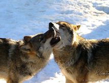 Le Loup (Canis lupus)