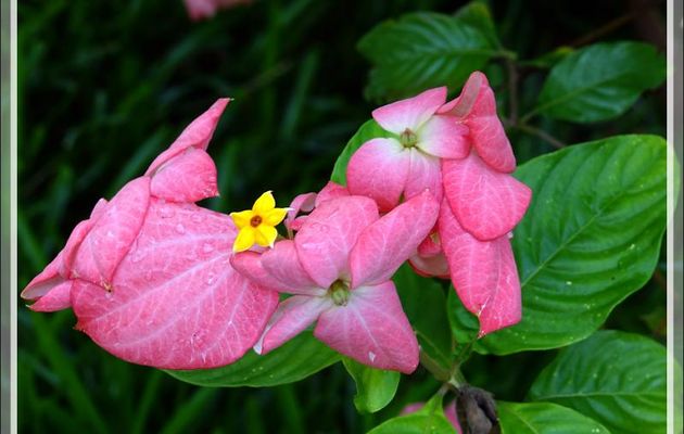 Mussaenda rose (Mussaenda alicia) - Nosy Be - Madagascar