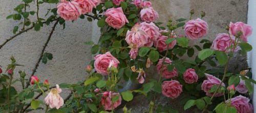 Un jour, une rose : 'Caroline Testout