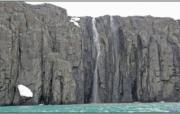 Les falaises d'Alkefjellet avec ses cascades et ses Guillemots de Brünnich - Spitzberg - Svalbard - Norvège