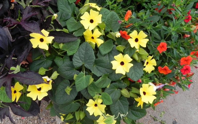 Ma fleur jaune du jour , ma couleur préférée