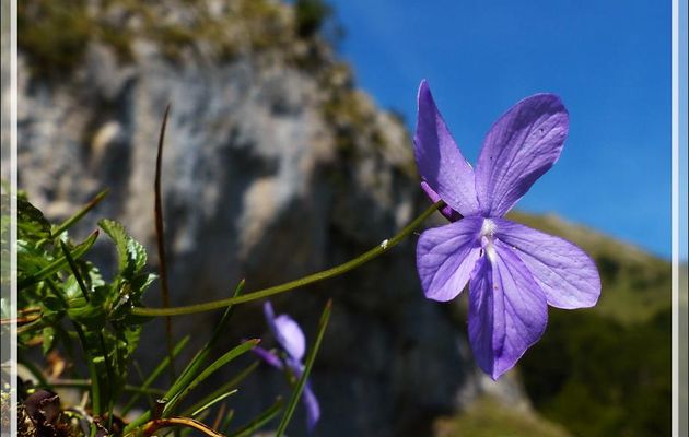 Violette ou pensée cornue (Viola cornuta), fleur endémique des Pyrénées - Massif du Cagire - Sengouagnet - 31