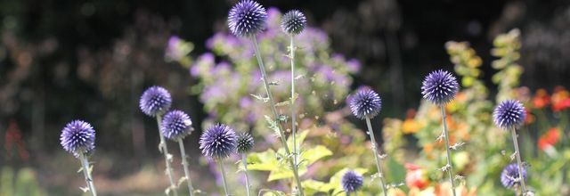 Eté "fleur bleue" au jardin