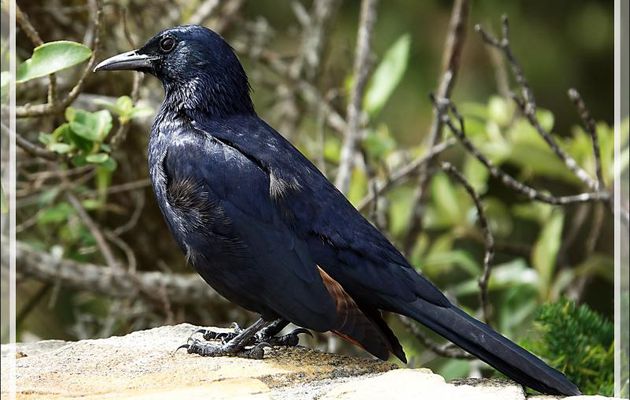 Rufipenne morio mâle et femelle, Étourneau africain, Red-winged Starling (Onychognathus morio) - Cape Point - Afrique du Sud