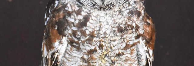 Oiseaux de fauconnerie