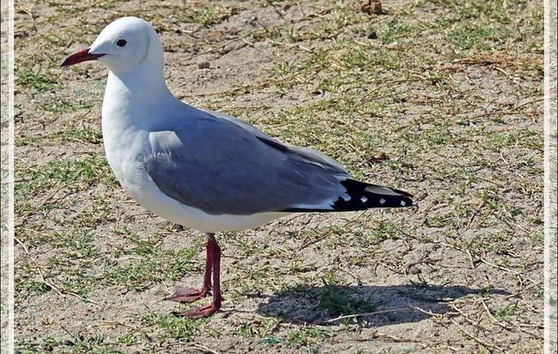 Mouette de Hartlaub, Hartlaub's Gull (Chroicocephalus hartlaubii) - Camps Bay - Cape Town - Afrique du Sud