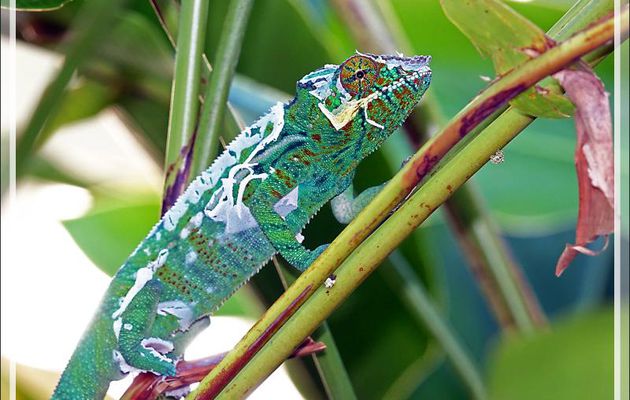 Caméléon panthère mâle en cours de mue, Moulting of Panther chameleon (Furcifer pardalis) - Nosy Sakatia - Madagascar