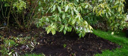 Sous le rhododendron