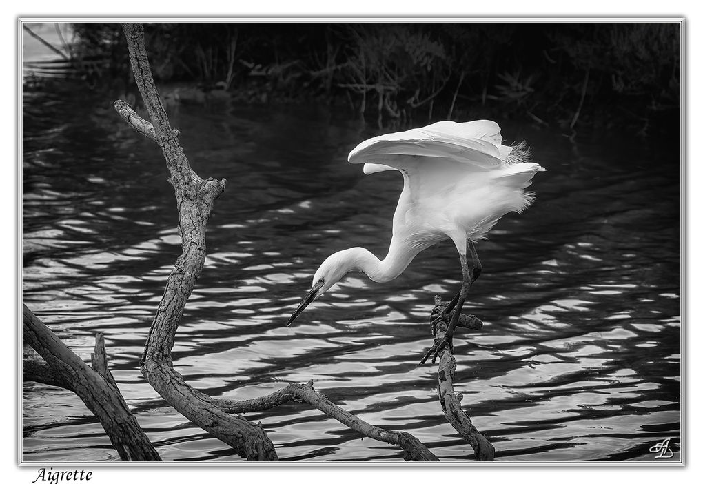04 - Oiseaux
