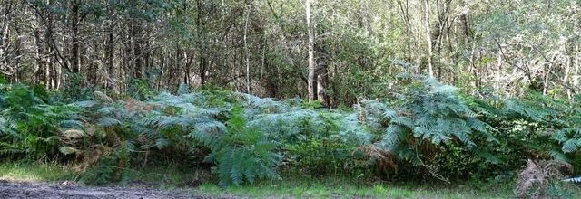 Depuis l'Etang de la Frêt - Marcher dans la forêt (fin)