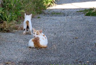 rencontre avec des minous