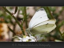 Piéride de la rave - Pieris rapae - Pieridae