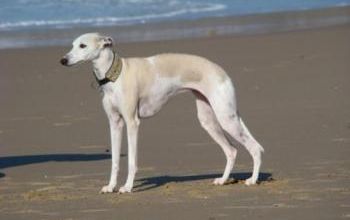 Les couleurs du whippet
