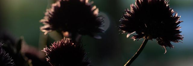 Méditation- La sainteté de la sexualité humaine -Richard Rohr