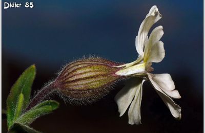 Compagnon Blanc (1) - Silene latifolia
