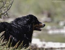 Gampo en balade sur les bords de L'hérault