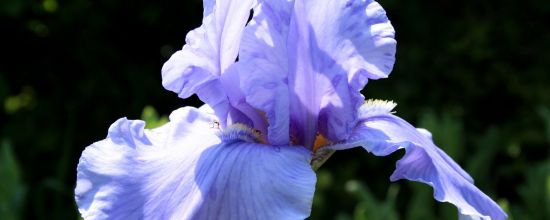 Iris 'Pacific Mist'