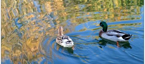 Canards colverts...