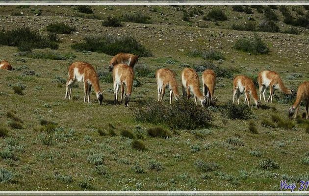 Guanacos (Lama glama guanacoe) - Torres del Paine - Patagonie - Chili