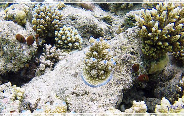 Eclairage à LEDs bleues du rez-de-chaussée jusqu'aux étages - Snorkeling à Thudufushi - Atoll d'Ari - Maldives
