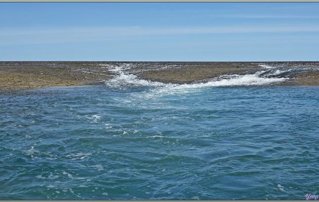 18/09/2022 : les cascades du Montgomery Reef et le Crocodile marin, Salt-water Crocodile (Crocodylus porosus) - Collier Bay - Kimberley - Australie