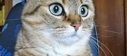 La semaine de Quya : Chat pître 8