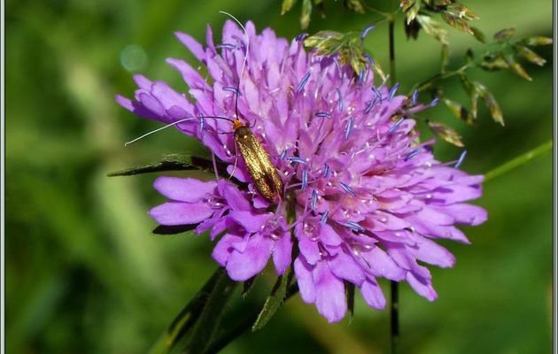 Papillon Adèle de la scabieuse (Adela scabiosella) - Vallon d'Esquierry - Oô - 31