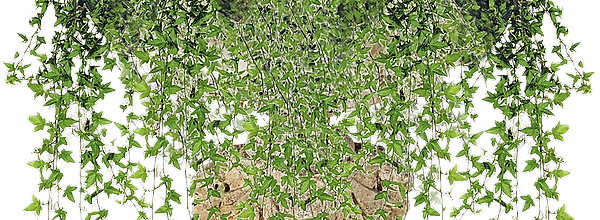 ѼVegetation
