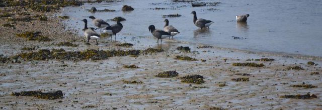  les migrateurs (2)