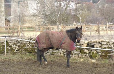 Les chevaux de Magny-Lambert...