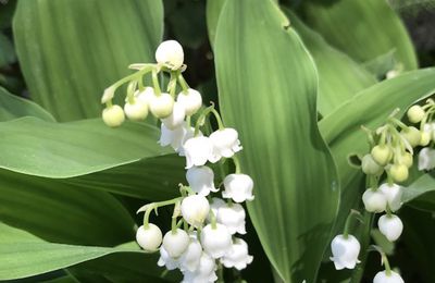 MUGUET DU 1ER MAI 2018