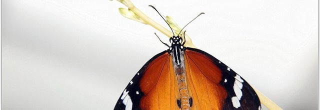 Petit Monarque (1) - Danaus chrysippus