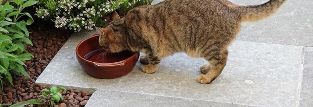 Dimanche c'est chat