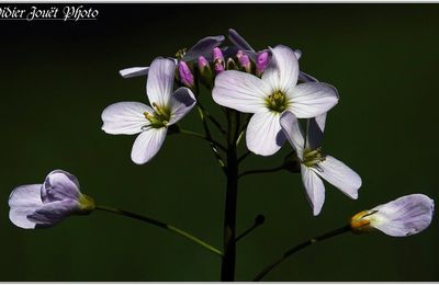 Cardamine des Prés (4) - Cardamine pratensis