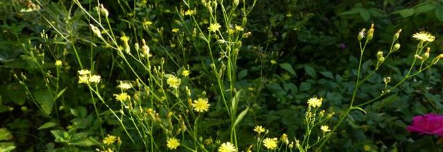 Lapsana communis  -  lapsane commune
