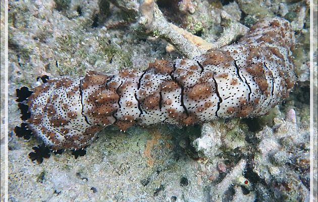Holothurie rayée, Holothurie tiretée, Striated sea cucumber, Blackspotted sea cucumber (Pearsonothuria graeffei) - Snorkeling à Moofushi - Atoll d'Ari - Maldives
