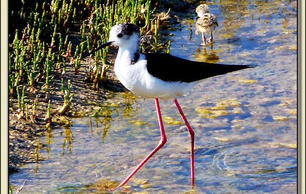 Echasse blanche et son poussin - Ars-en-Ré - Ile de Ré - 17