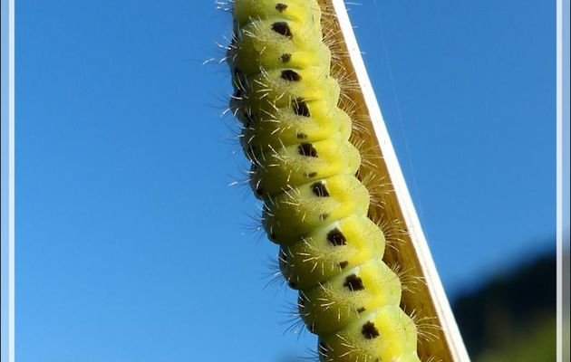 Chenille indéterminée - Varrados - Val d'Aran - Catalogne - Espagne