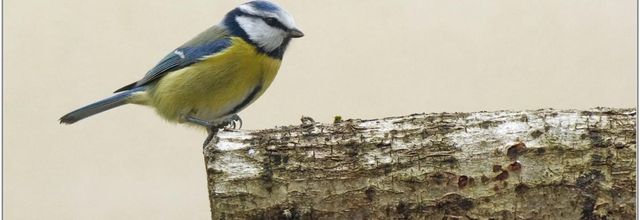 Mésange Bleue (4) - Cyanistes caeruleus