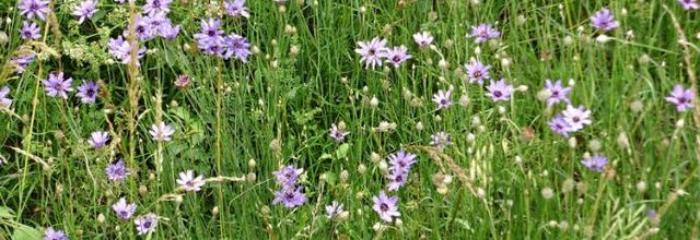Catananche caerulea - cupidone bleue