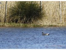 Canards chipeaux - Anas strepera