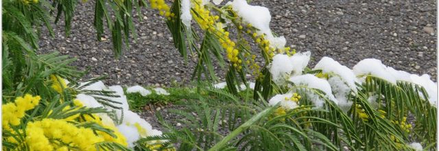 LE PRITEMPS EN JAUNE