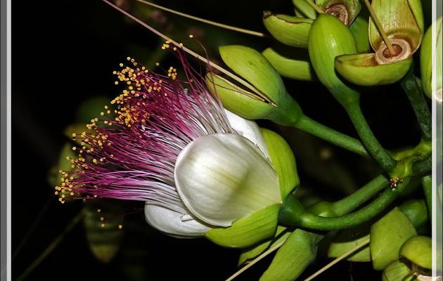 Badamier de l'Inde, Bonnet carré, Bonnet d'évêque, Sea poison tree (Barringtonia asiatica) - Nosy Sakatia - Madagascar