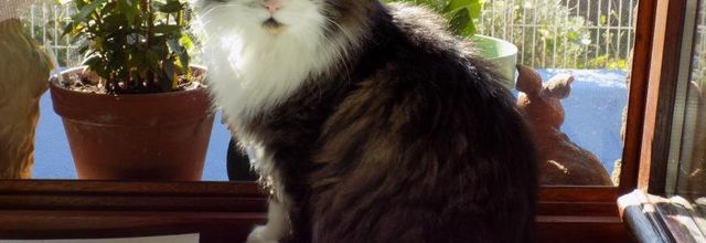 Poussette à l'honneur