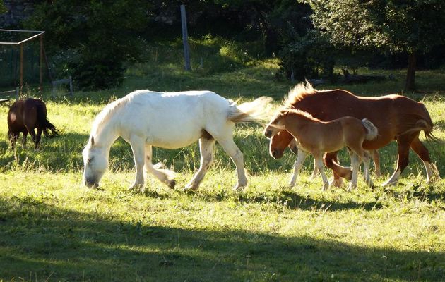 une famille de chevaux 
